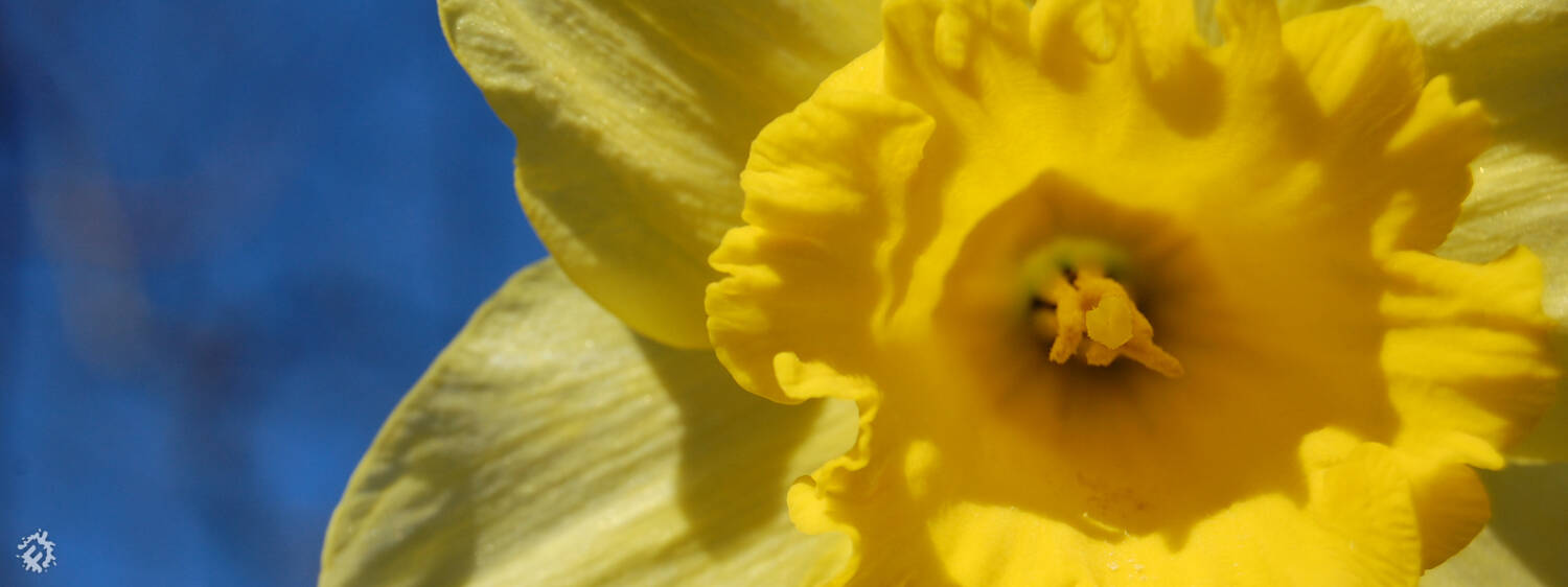 Daffodil banner 1500x840